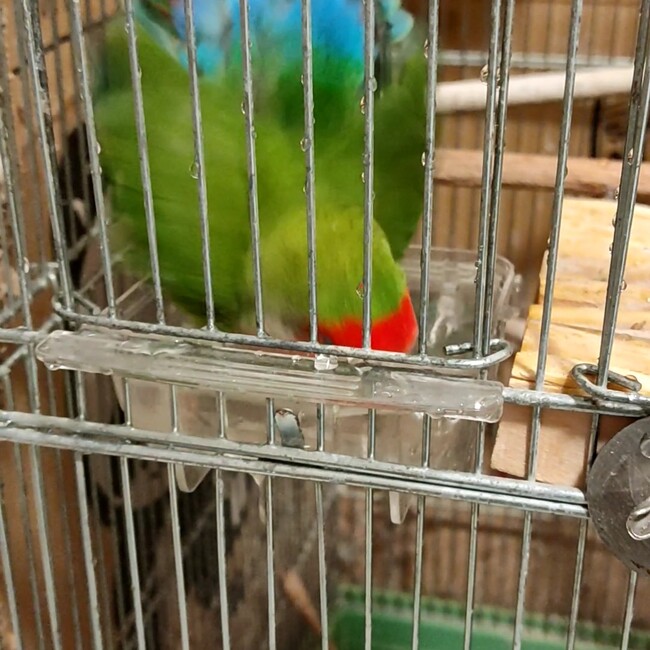 とりうさのカバー写真