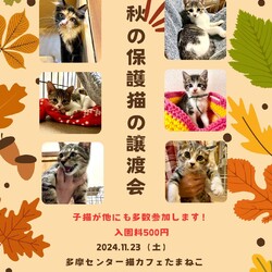 子猫の譲渡会多摩センター
