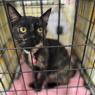 募集停止膝でくつろぐ小柄なサビっこ❤️めめ