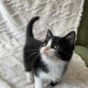 黒白ハチワレの人懐っこいイケニャン サムネイル2