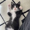 黒白ハチワレの人懐っこいイケニャン サムネイル3