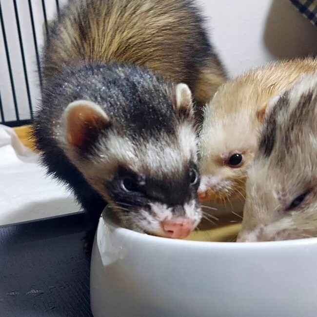 rabbitmanのカバー写真