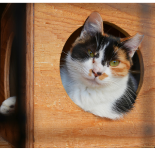 元気な三毛猫、Queenちゃん。