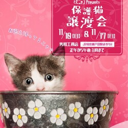 とだニャン保護猫譲渡会