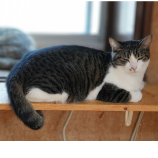 3きょうだい☆キジ白美人のゆずちゃん