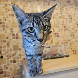 生後8ヶ月の子猫♂まりもくん