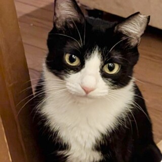 美猫なハチワレはっちゃん