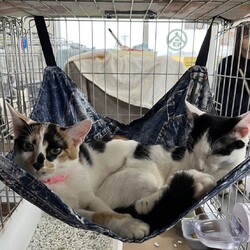 in岡崎市☆子猫たくさん！保護猫をオウチに迎えよう☆2024年11月9日(土)～ちーむ にゃいんず