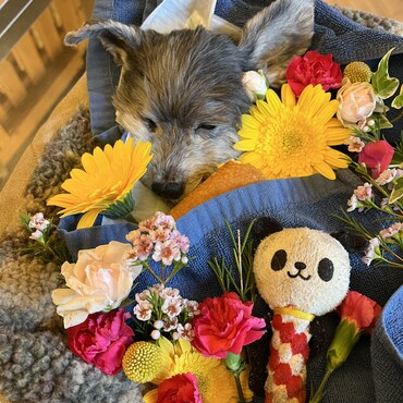 保護して13年、虹の橋を渡りました。