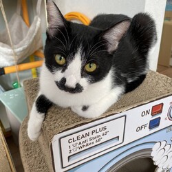 in名古屋市☆子猫たくさん！保護猫をオウチに迎えよう2024年11月10日（日）～ちーむ にゃいんず