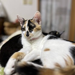 in江南市☆子猫たくさん！保護猫をオウチに迎えよう☆2024年11月10日（日）～ちーむ にゃいんず