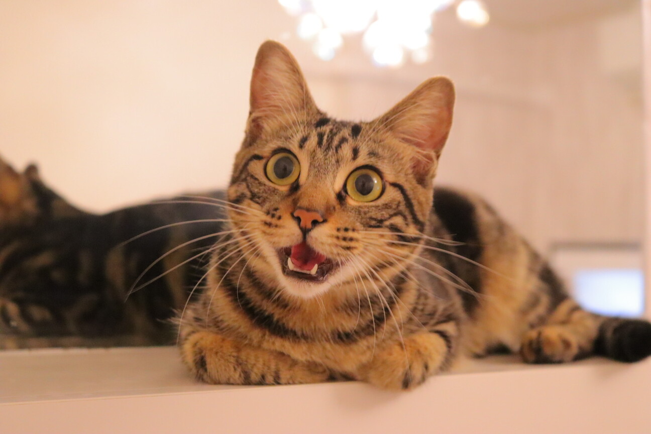 ベビーフェイスなアメショ柄のぽっけちゃん！ サムネイル3