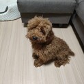 【急募】トイプードルの男の子