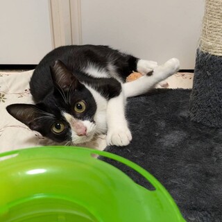 海ちゃん譲渡決定です。有り難うございます。1/11