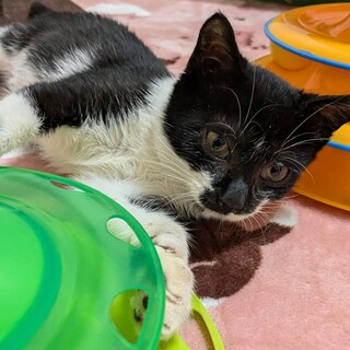 懐っこいナミちゃんは港生まれの4姉妹幸せになるよ