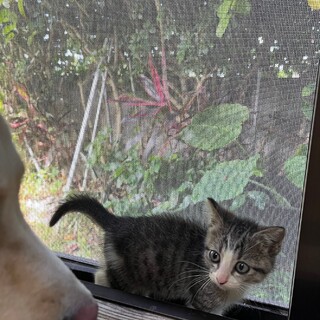 好奇心旺盛なおてんばにゃんこ♡