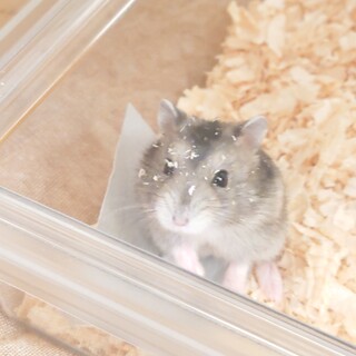 ジャンガリアンハムスターとお世話用品のセットです。