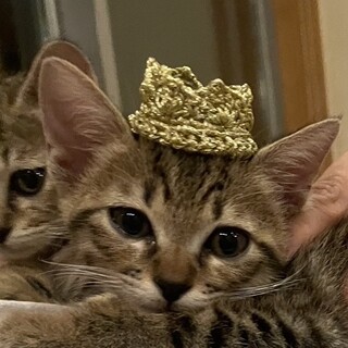 4ヶ月　キジ猫　おっとり　とら君
