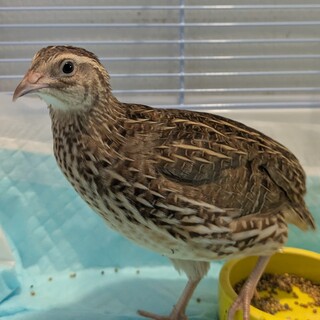 並ウズラ雌の里親になってくださる方を募集しています