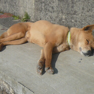 チョコ　会いたいな。。。。
