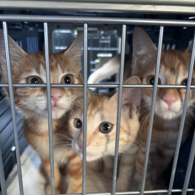 落合第一地域ねこの会のカバー写真