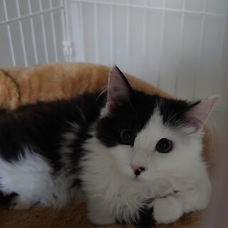 可愛いお顔の長毛猫さん里親さま募集中！