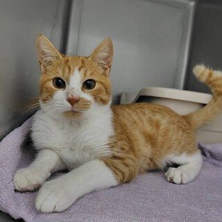 お外から保護、餓えてお腹を空かせてた男の子