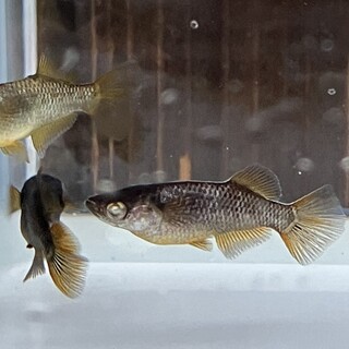 メダカの里親募集！