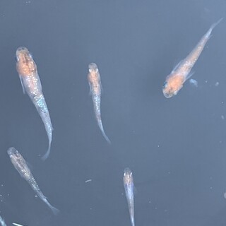 三色メダカ里親募集！！