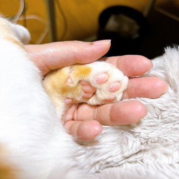 ぷにぷにの肉球