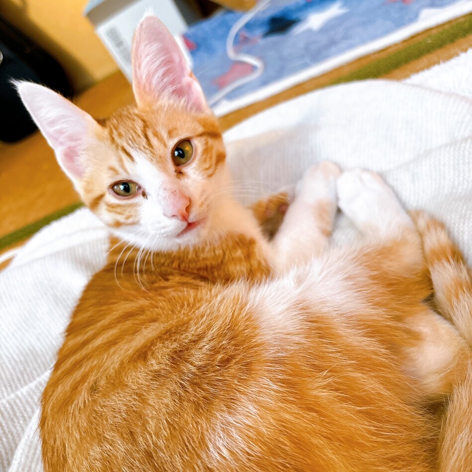 うまるのカバー写真