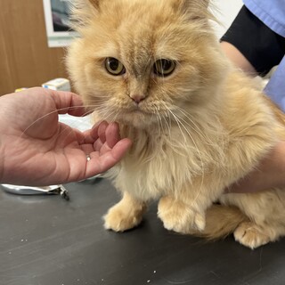 美人なシャイガール⭐︎ミヌエットのチャチャちゃん