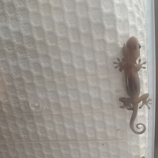 急募赤ちゃんニホンヤモリ