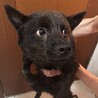 甲斐犬里親募集 サムネイル2