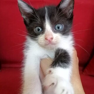 【急募★仔猫】笑顔のパンチちゃん★生後１カ月半