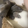 アフリカヤマネ 【3〜5歳複数匹います】 サムネイル2