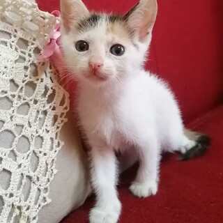【急募★仔猫】超キュート★まめちゃん★生後１カ月半