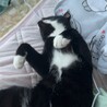 ヘソ天にゃんこ