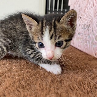 10/8生♡ソックスキジ白男子♡