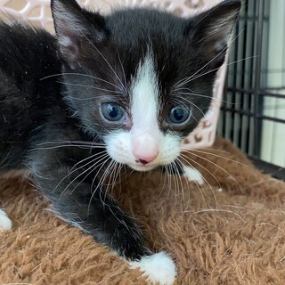 10/8生♡ソックスハチワレ男子♡