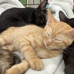 名古屋市緑区猫の譲渡会 サムネイル2