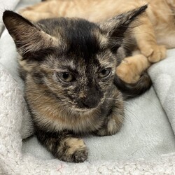 名古屋市緑区猫の譲渡会 サムネイル3