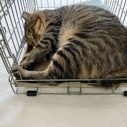 名古屋市緑区猫の譲渡会 サムネイル1