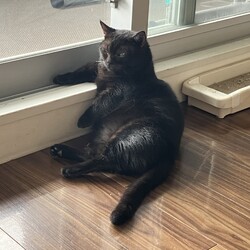 名古屋市緑区猫の譲渡会 サムネイル2