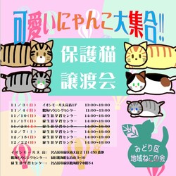 名古屋市緑区猫の譲渡会 サムネイル3