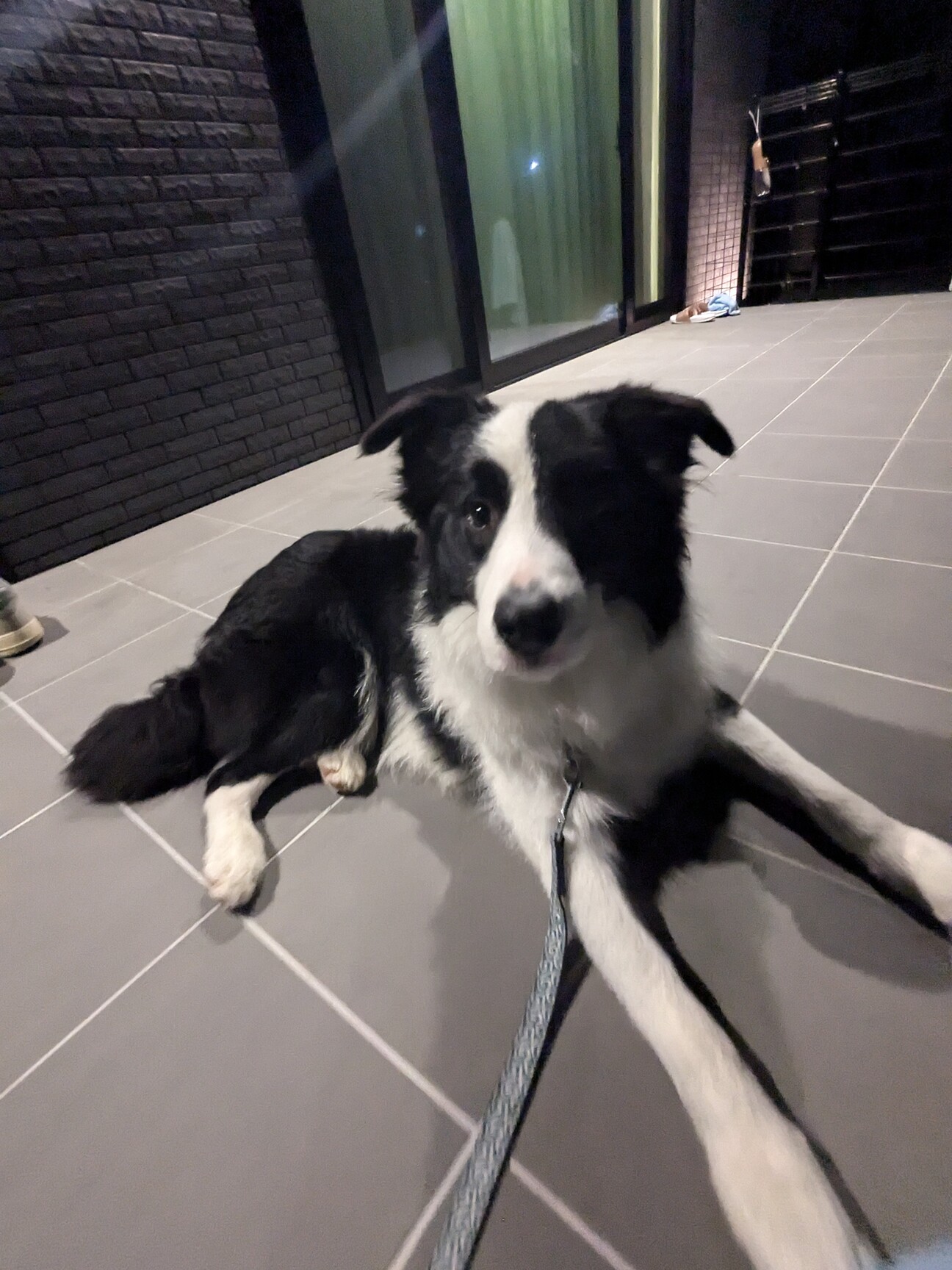 ボーダーコリーオス8か月」茨城県 - 犬の里親募集(504514) 1枚目の