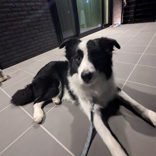 ボーダーコリーオス8か月基本的なしつけは完了済