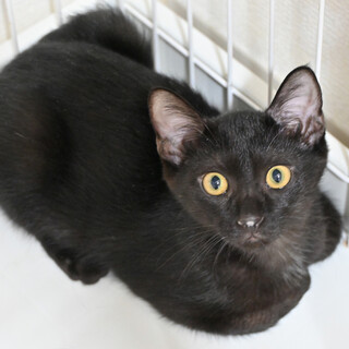 アド：好奇心旺盛！