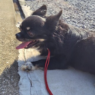 チワワの男の子