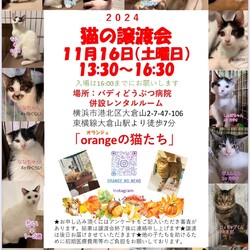 猫の譲渡会「orangeの猫たち」in大倉山